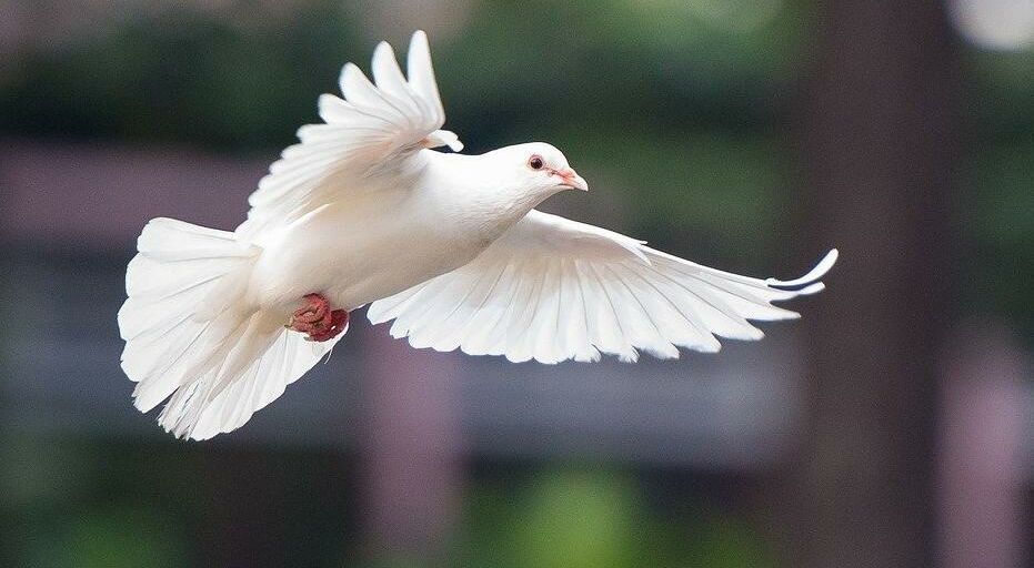 AWO fordert Feuerpause im Gaza und eine Freilasssung aller Geiseln